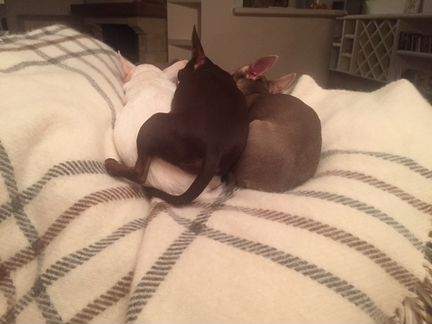 Чихуахуа детки-конфетки