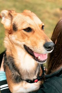 Нежный щенок Триша в добрые руки