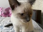 Сиамский/тайский котёнок объявление продам