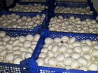 Производство грибов шампиньонов объявление продам