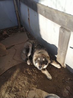 Кавказец щенок 1 год бесплатно