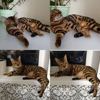 Бенгальские котята бронирование /продажа