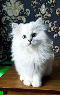 Британская длинношерстная шиншилла