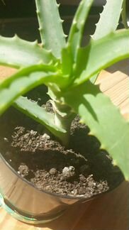 Алое- столетник