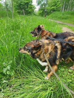 Собака в добрый дом