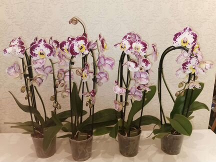 Орхидея фаленопсис Bellicose