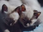 Три Тайских котенка объявление продам