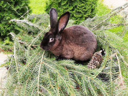 Кролики породы рекс