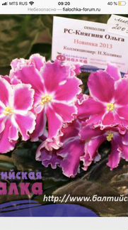 Фиалка Рс Княгиня Ольга