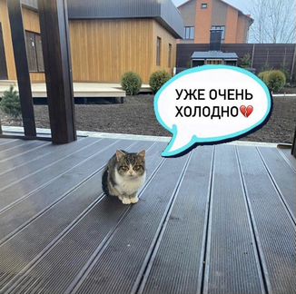Котята в дар
