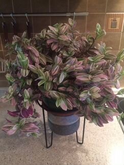 Традесканция розовая