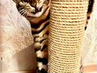 Бенгальский кот вязка