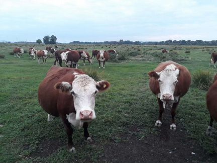 Коровы с телятами и телки породы герефорд - фотография № 1