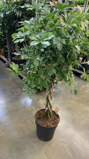 Шефлера Компакта Косичка Н 130-140 см