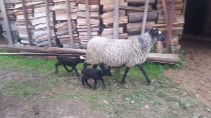Романовские овцы - фотография № 8