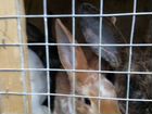 Кролики породы рекс объявление продам