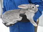 Кролики 6-8 месячные объявление продам