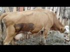 Коровы швицкой породы объявление продам