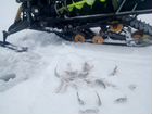 Снегоход Динго Т150