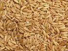 Привезём зерно пшеница ячмень