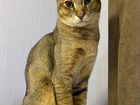 Мейн-кун или другой крупный кот для вязки объявление продам
