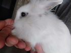 Случка. Ангорский карликовый декоративный кролик объявление продам