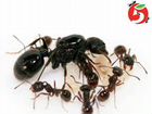 Муравьи для муравьиных ферм / Messor / Lasius