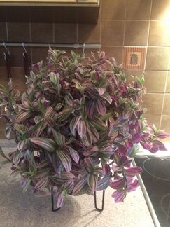 Традесканция розовая