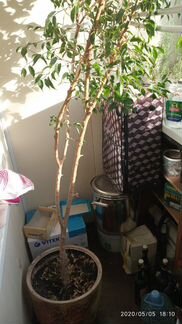 Фикус Бенджамина