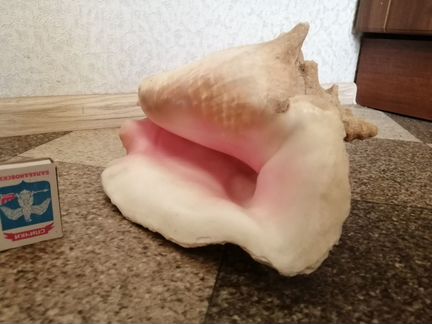 Ракушка большая
