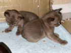 Бурманские котята, готовятся к продаже объявление продам