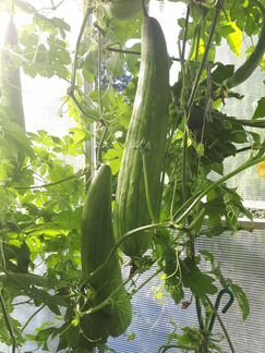 Семена Люффы (молчалки)