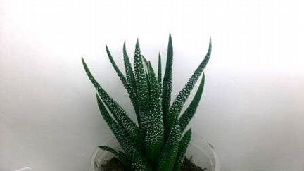 Хавортии, haworthia