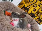 Декоративный кролик короткоухий объявление продам