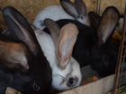 Кролики село Дивное объявление продам