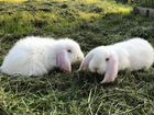 Кролики породы Французский баран