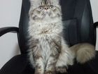 Персидский кот.Вязка