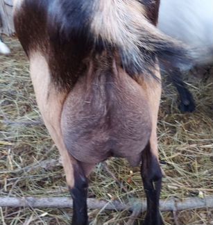 Чп дойная альпийская коза и камерунские козы - фотография № 6