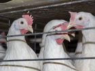 Птицефабрика по производству куриного яйца