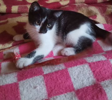 Девочка котенок короткош с беленьк в добрые руки