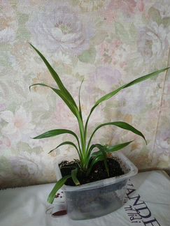 Комнатные растения и цветы