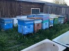 Пчелы с домиками объявление продам