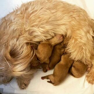 Щенки голддасты (золотые йорки)