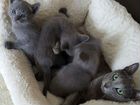 Малыши-котики русскои голубои породы