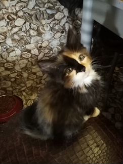 Маленькая принцесса