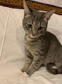 Кот, ищет дом