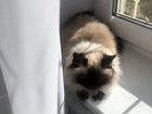 Кошка ищем кота на вязку
