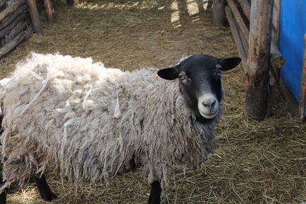 Романовские бараны и овцы