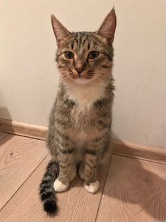 Отдам кота в добрые руки