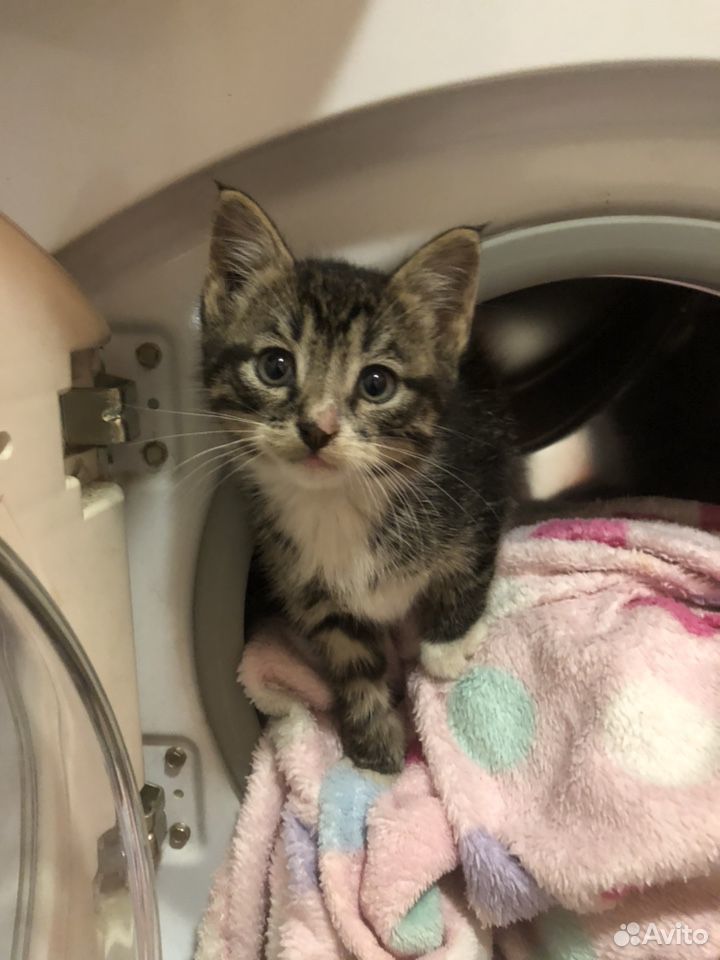 Котята отдам в добрые руки бесплатно